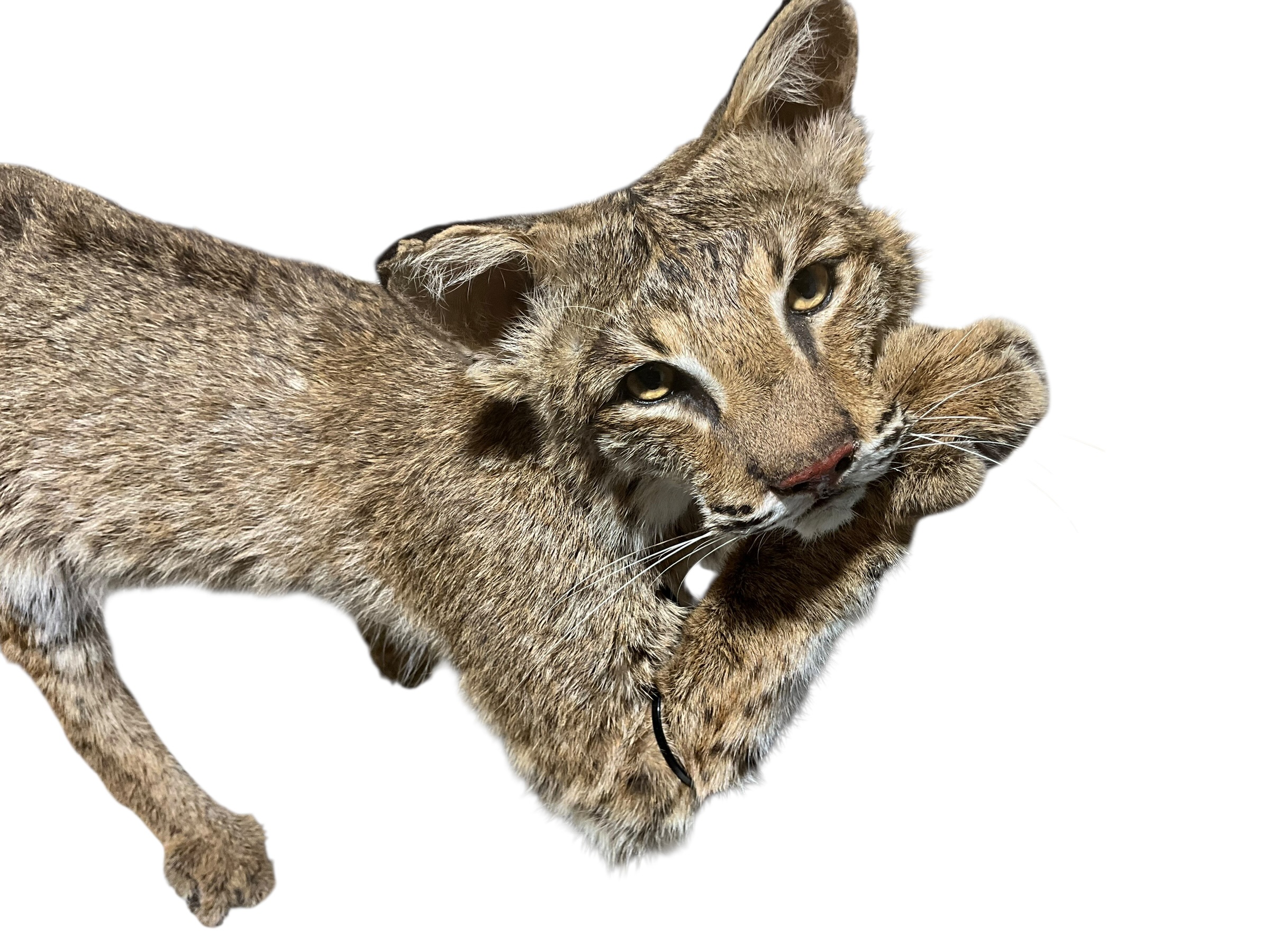 Taxidermy Mount Bobcat