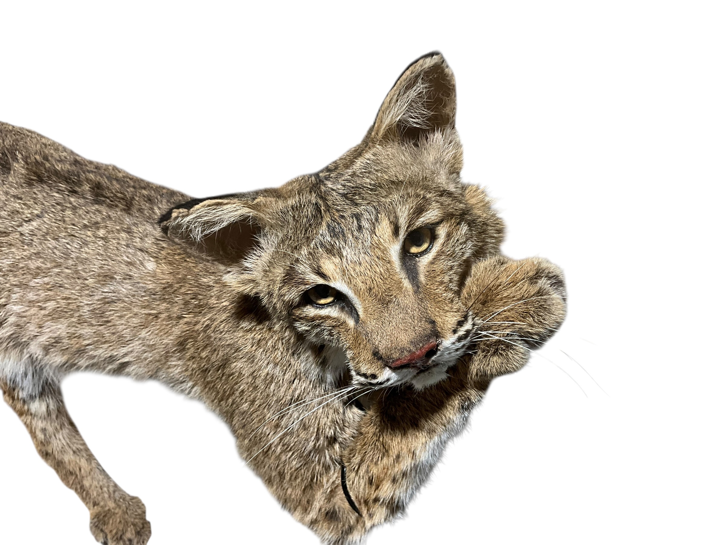 Taxidermy Mount Bobcat