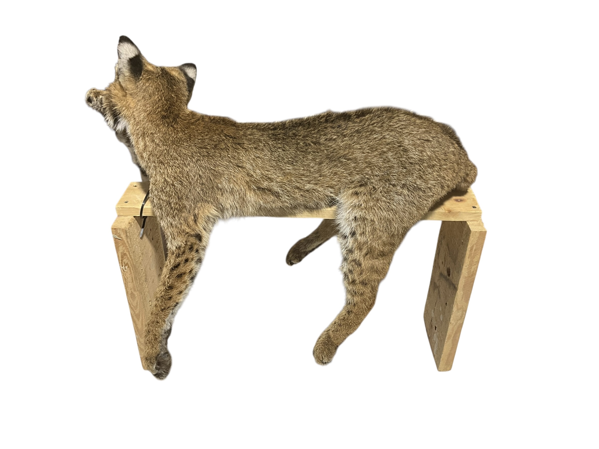 Taxidermy Mount Bobcat
