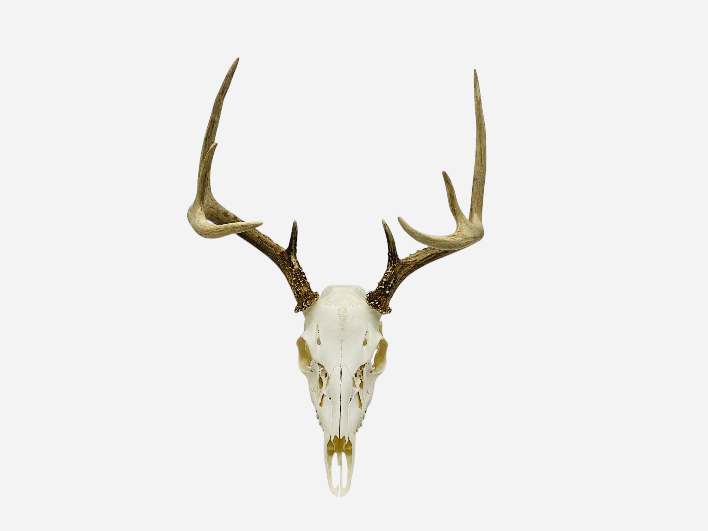 Authentic Deer Skull 8 Pointer Awesome Rack