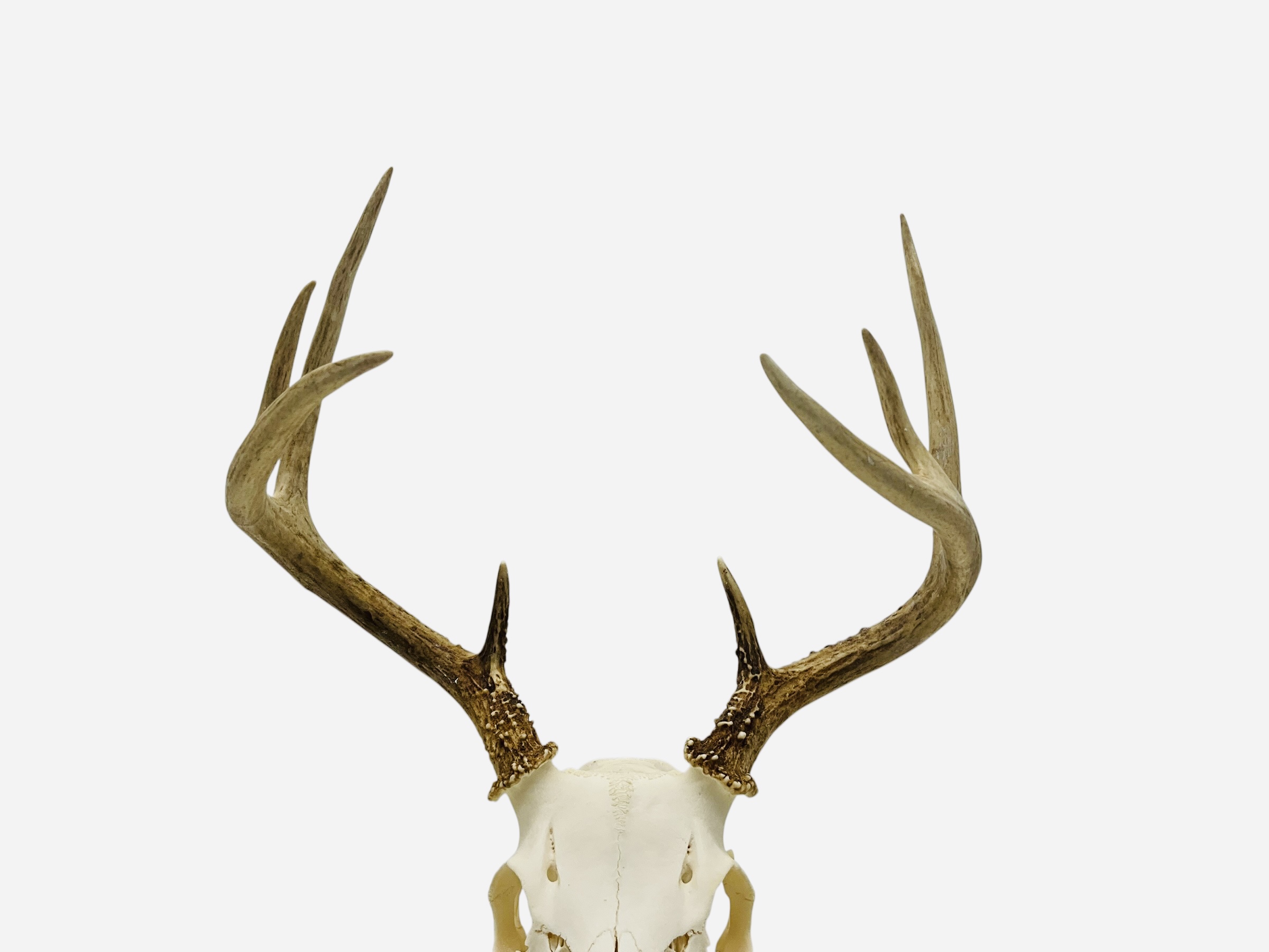 Authentic Deer Skull 8 Pointer Awesome Rack