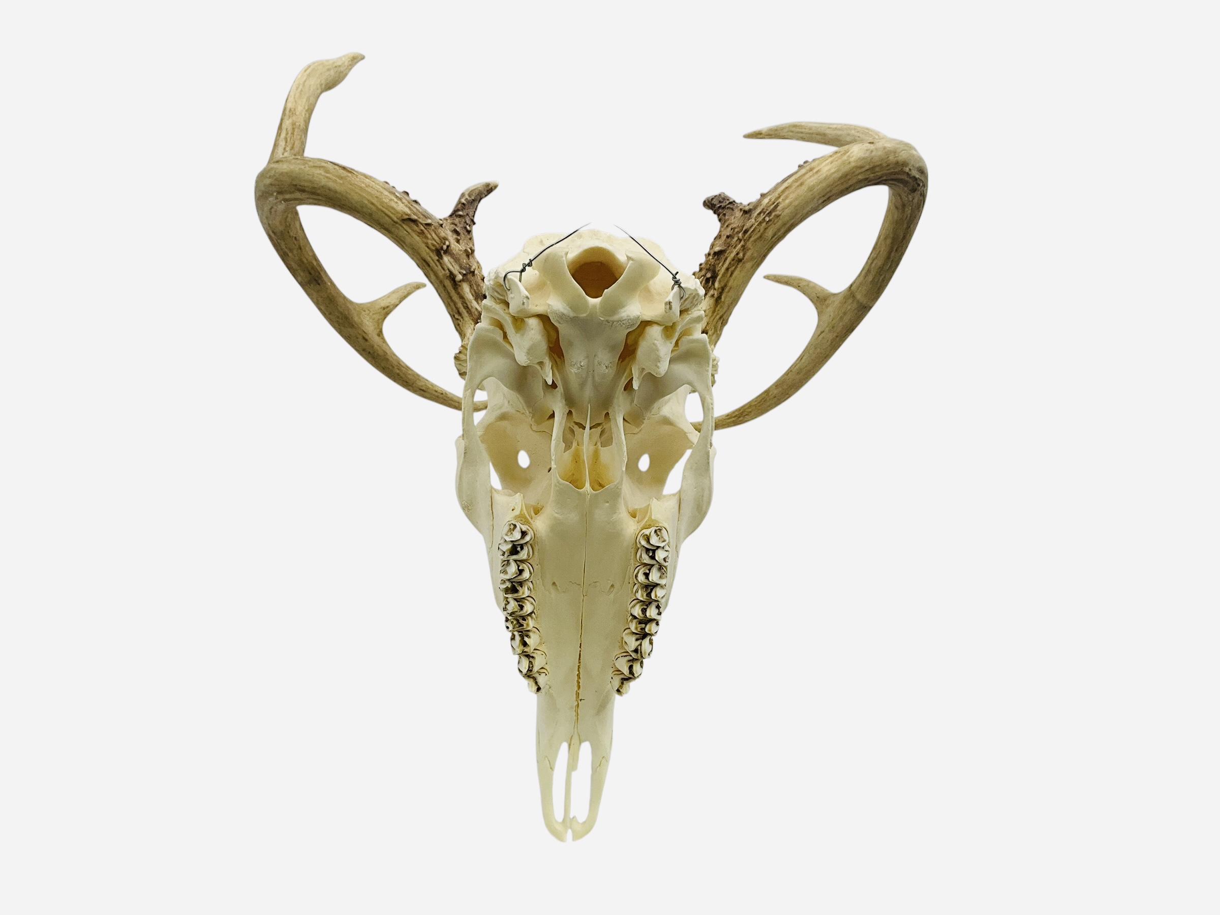Authentic Deer Skull 8 Pointer Awesome Rack