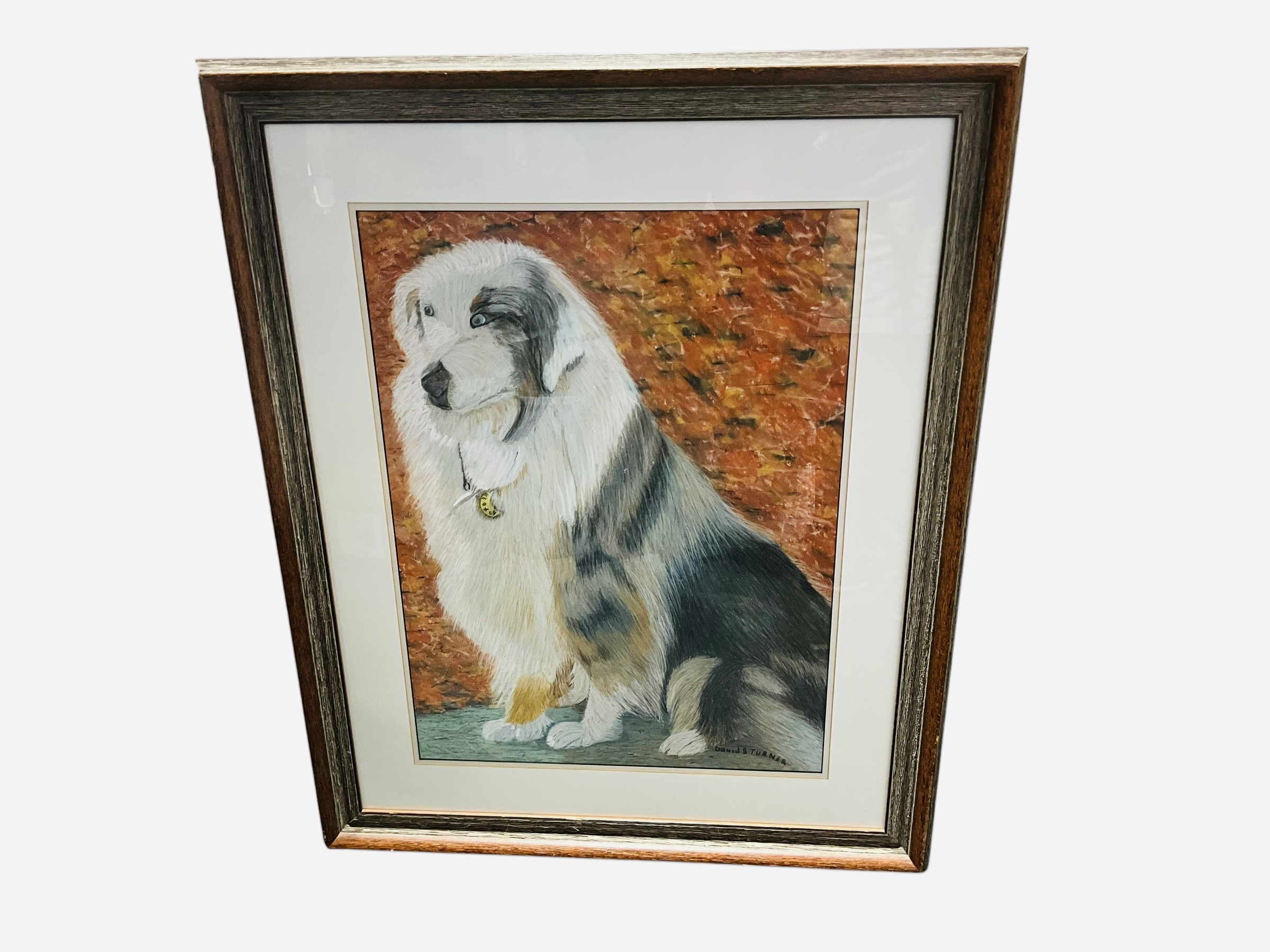 Australian Shepherd Framed Pastel Portrait Artist David B Turner