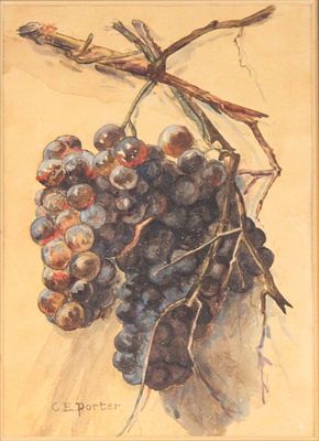 Charles Ethan Porter, 1847-1923, Grapes on Vine, Watercolor. Charles Ethan Porter 1847-1923 
