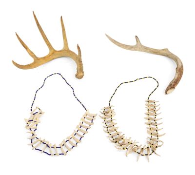 Two Naturally Shed Deer Antlers. Two Naturally Shed Deer Antlers Together with a mammal jawbone 