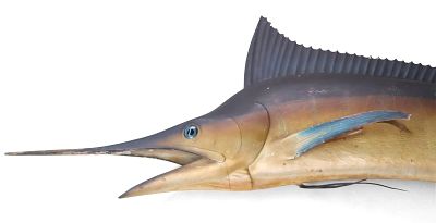 Large Marlin Fish Mount. Large Marlin Fish Mount Losses, wear, surface distress. Approx. 112 x 