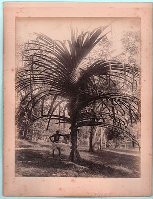 Двухсторонний лист (2 фотографии): "Скин. Мужчина у пальмы" и "Вид на море". Большой формат. 