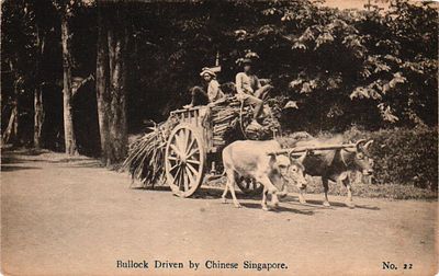 Открытое письмо "Бык управляемый китайским сингапурцем". Б.м. и г., 9 х 14 см