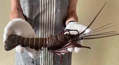 Шарнирная бронзовая скульптура "Колючий лангуст". Техника jizaiokimono. Бронза. Японская 