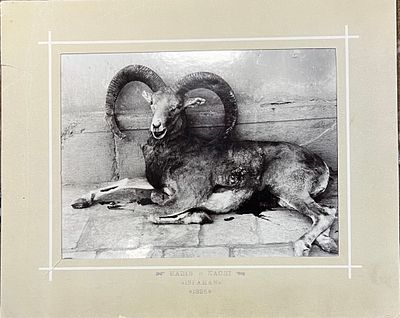 Фотография. Горный козел. habib Kachi Isfahan. размер паспарту 23,5х29см. Жг-1