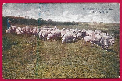 Пастбище овец в Китае. П-9518