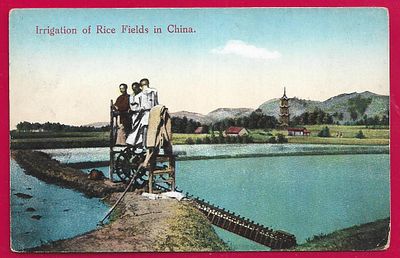 Орошение рисовых полей в Китае. П-9519