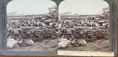 Стереопара. Одесса. Хлебный рынок. Вывоз пшеницы из большого Южно-Русского порта Одессы. 