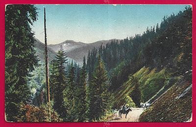 Кавказ. Военно Осетинская дорога. Еловый лес в ущелье пламенной колхиды от села Грушеви в Глола. 