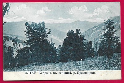 Алтай. Кедрач в вершине реки Красноярки. изд. Борисов. П-9406