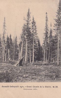 Великий Сибирский путь. Козульская тайга. изд. Ефимова. 1905г. фототипия Шерер. . П-9987