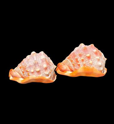 Lot Of 2 Beautiful bullmouth helmet shells. Measures 5" X 4" X 3 1/4" And 6" X 4.5" X 3.5" All 