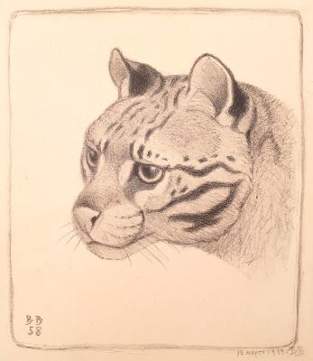 [Печатная графика] Ватагин Василий Алексеевич (1883–1969). Оцелот, 13 марта 1959. Бумага 