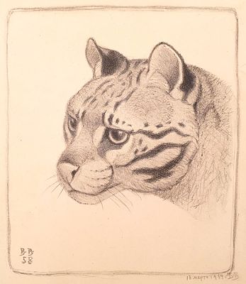 Ватагин Василий Алексеевич (1883—1969). Оцелот. 13 марта 1959. Бумага, литография. 40,2&times;36 см. Ва 