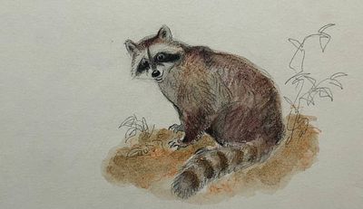 Келейников Андрей Александрович (1924‒1995). Енот. М.: Малыш, 1970-е. Бумага, акварель 