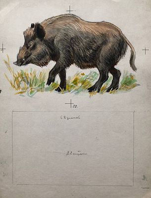 Аврутис Хаим Абрамович (1928—2007). Кабан. Иллюстрация к книге из серии &laquo;Сибири дар живой&raquo;. 