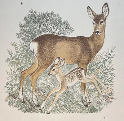 Вальцефер Ксения Борисовна - Косуля с телёнком. Аукцион: Аукцион № 38, часть 2 Основа: бумага 
