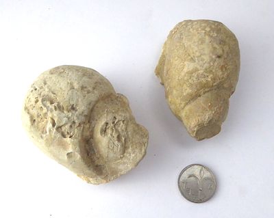 לוט מאובני חלזונות ( גסטרופודים ) מתקופת הקרטיקון לפני 90 - 100 מליון שנה מידות 6X4 ס"מ