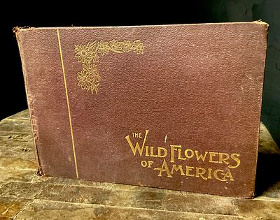 Wild Flowers of America: Botanical Fine Art Weekly. G. H. Buek & Co., 1894. This landscape 