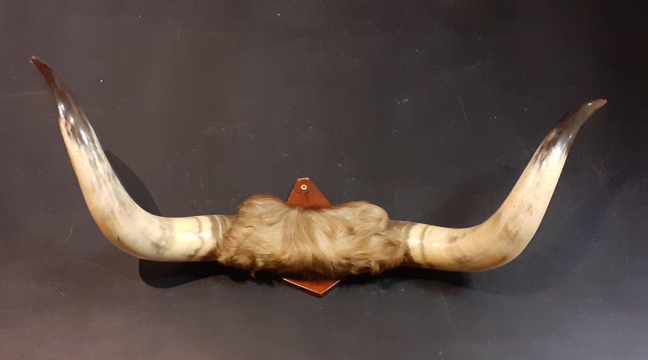 Lot 503