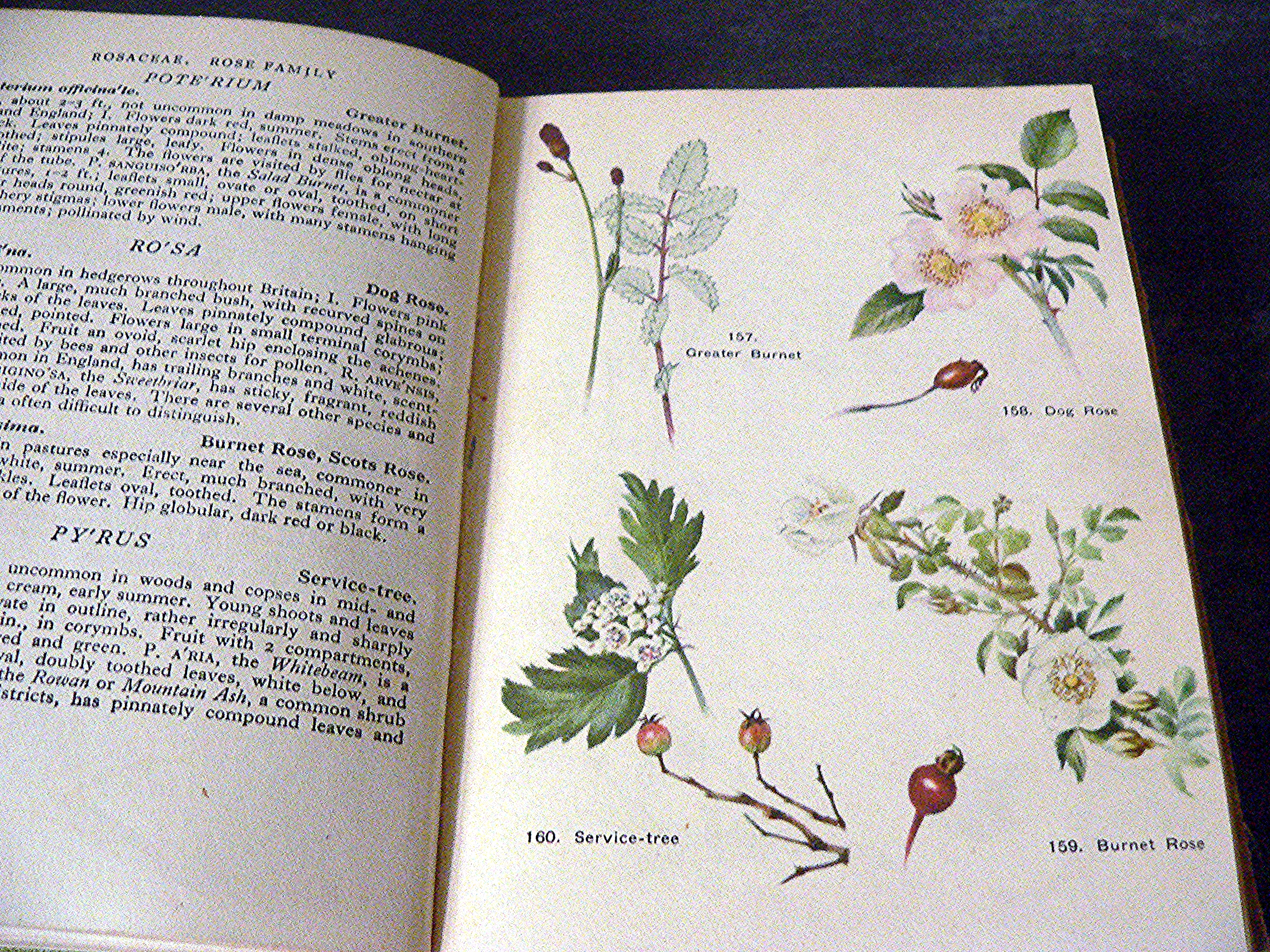 1944 illustrated "A Flower Book for the Pocket" - Skene