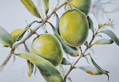 Н. Адамова. Оливки. Начало. Бумага, акварель, 38х27. 
Художник-акварелист из Екатеринбурга. 
В 