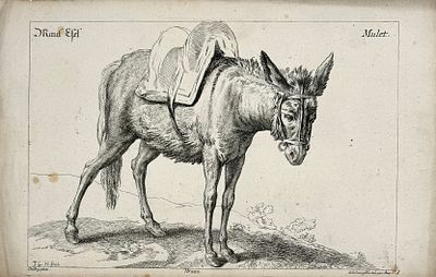 (М) Гертель, Георг Леопольд (1740-1778) - Осел. Вторая половина XVIII в. Бумага, гравюра резцом