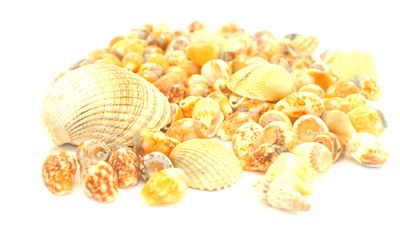Diverse Muscheln 31 gr.