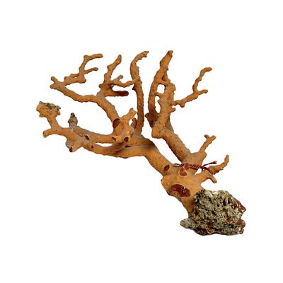 Koralle Orange 91,82 g, L&auml;nge 15 x Breite ca. 11 x H&ouml;he 9 cm. Koralle Orange 91,82 g, L&auml;nge 15 