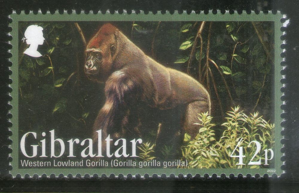 Gibraltar 2012 Gorilla Wildlife Endangered Animal Sc 1358 MNH