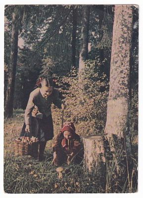 1954. СБОР ГРИБОВ. №41, С ПЕРЕОЦЕНКОЙ