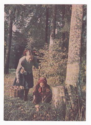 1954. СБОР ГРИБОВ. №41