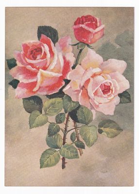 1954. РОЗЫ. №46