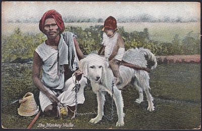 KE King Edward 1a tied on Picture Postcard - MONKEY WALLA used to England