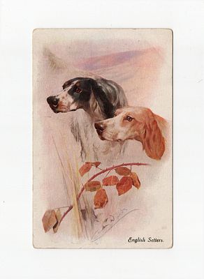 Открытка "Английские сеттеры". Европа, начало 20 века.