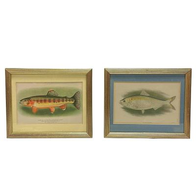 Pair of Fish Lithographs Framed and Matted (2). Matching pair of vintage fish lithographs in 