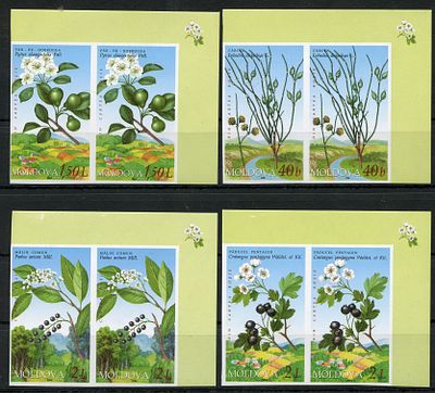 2004 г. Молдова. Охраняемая флора Молдовы. Mi 501-504. Беззубцовые пары марок.
