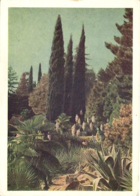 Сочи.Дендрарий. Л.А.Раскина. 1954 г.