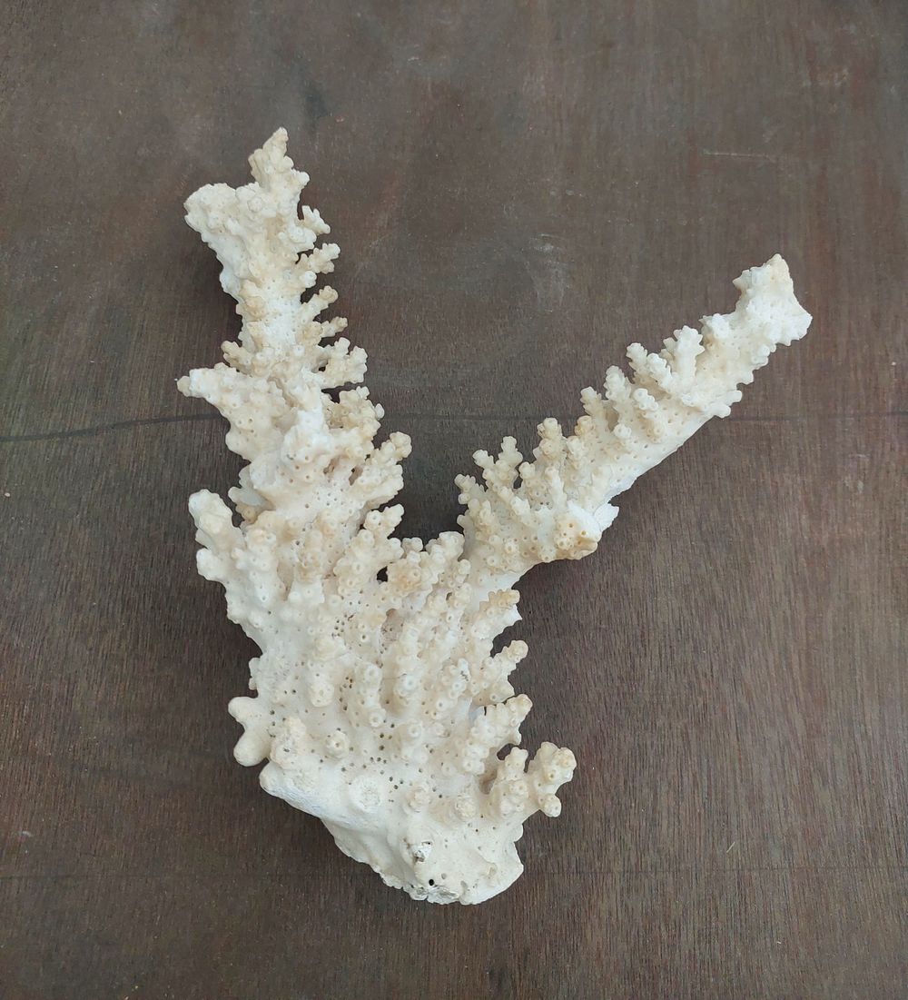 אלמוג טיבעי יפיפה , גובה: 23 ס"מ. מתאים לעיצוב אקווריום.