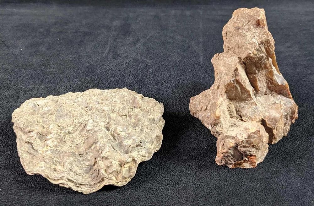 Lot 41: Piece Of Petrified Wood And Fossilized Oyster Shell