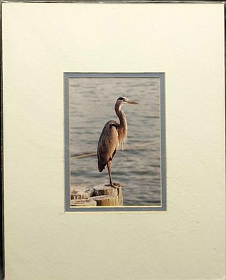 Matted Florida Tom Yetter Great Blue Heron Photo. Here is a matted photo by Floridian 