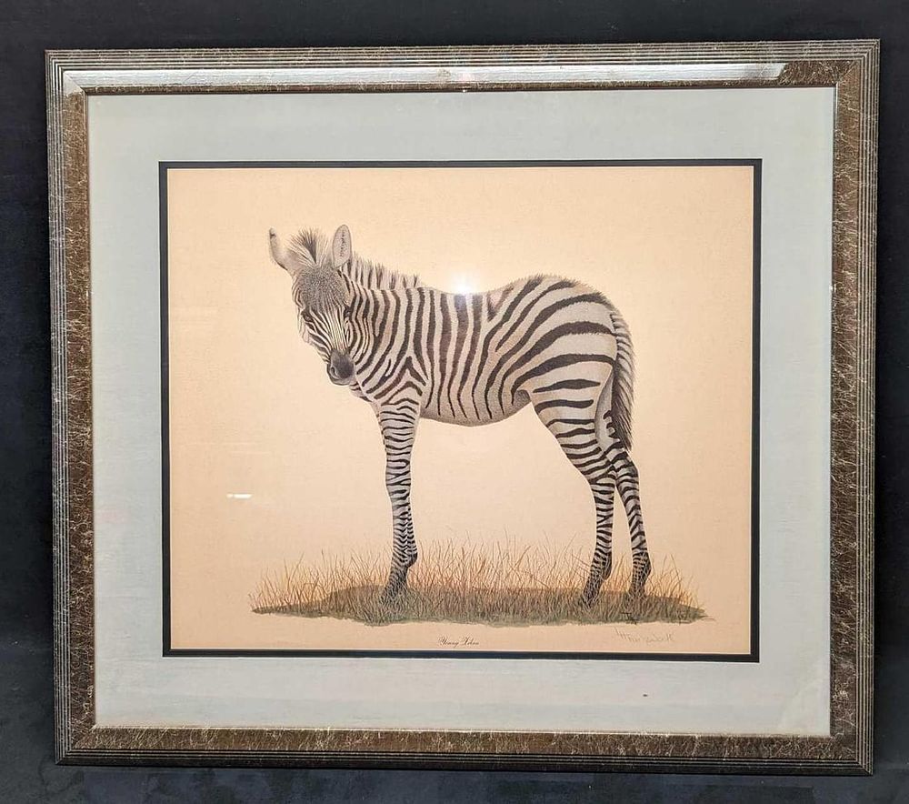 Framed Young Zebra Print By T.H. Farnsworth. The framed print was signed by the artist on the 