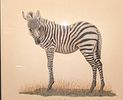 Framed Young Zebra Print By T.H. Farnsworth. The framed print was signed by the artist on the Image - 1