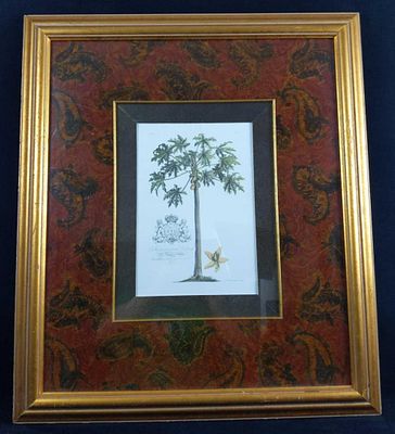 GD Ehret Delin And Sculp Botanical Litho Print. G.D. Ehret. Delin &amp; Sculp Botanical Plate 