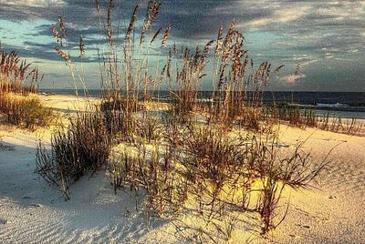 Framed Photograph Of A Genuine Giclee By Cavanah Images Seaoat Sunset 212/1500 With COA. This 
